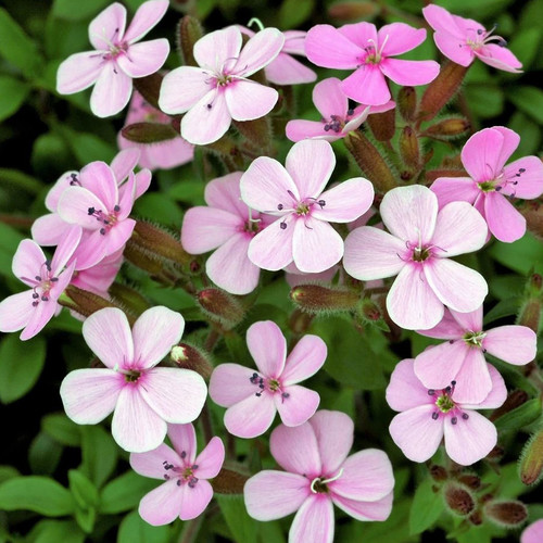 SAPONARIA VACCARIA 'PINK BEAUTY' seed image