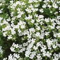 SAPONARIA VACCARIA WHITE seed image