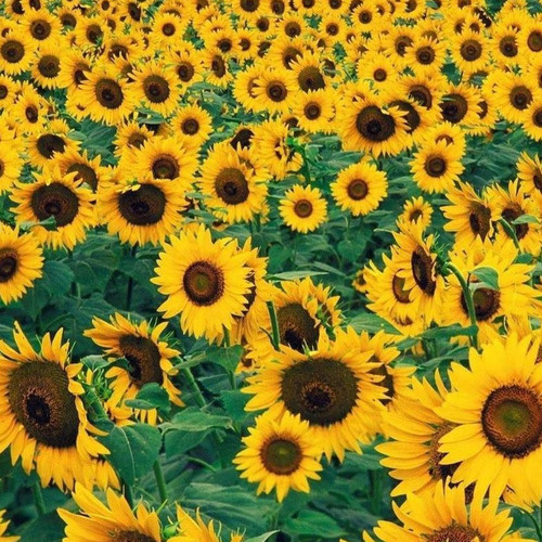 SUNFLOWER 'PACINO COLA' seed image