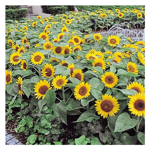 SUNFLOWER 'BIG SMILE' seed image