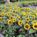 SUNFLOWER 'BIG SMILE' seed image