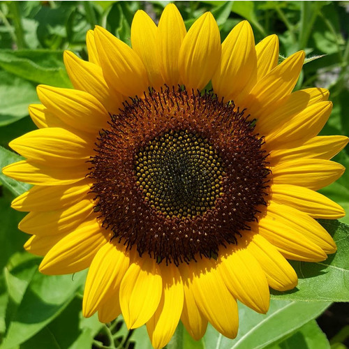 SUNFLOWER 'GIANT YELLOW SINGLE' seed image