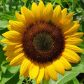 SUNFLOWER 'GIANT YELLOW SINGLE' seed image