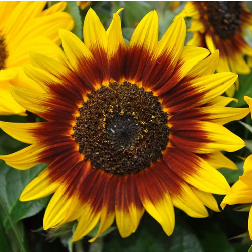 SUNFLOWER 'RING OF FIRE' seed image