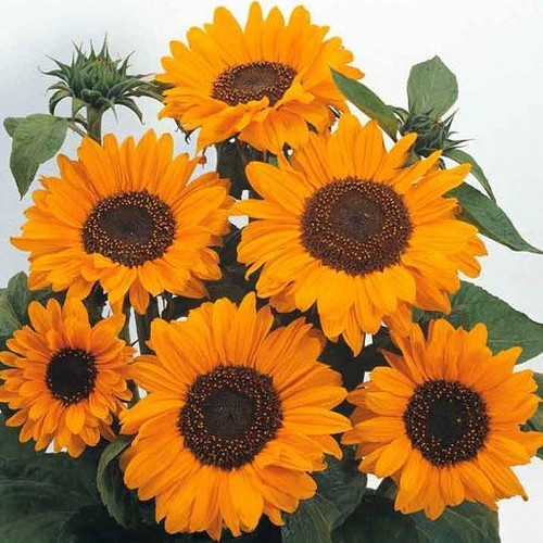 SUNFLOWER 'SORAYA' seed image