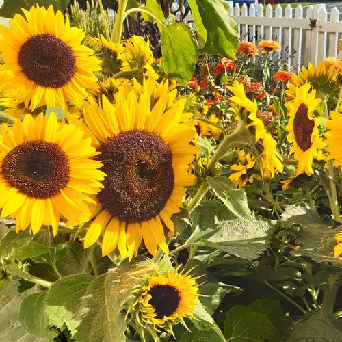 SUNFLOWER 'WAOOH' seed image