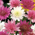 XERANTHEMUM ANNUUM 'LUMINA DOUBLE MIXED' seed image