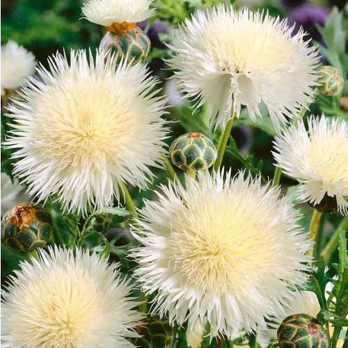 CENTAUREA MOSCHATA WHITE seed image