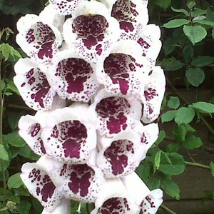 DIGITALIS PURPUREA 'ELSEY KELSEY' seed image