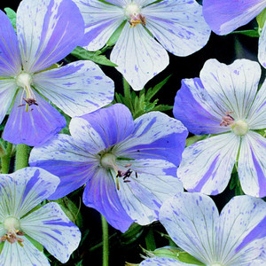 GERANIUM PRATENSE 'SPLISH SPLASH' seed image