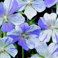 GERANIUM PRATENSE 'SPLISH SPLASH' seed image