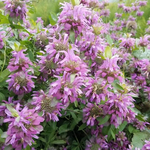 MONARDA HYBRIDA 'LAMBADA' seed image