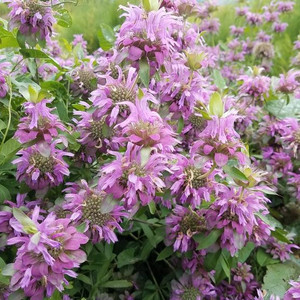 MONARDA HYBRIDA 'LAMBADA' seed image