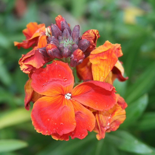 WALLFLOWER 'FIRE KING' seed image