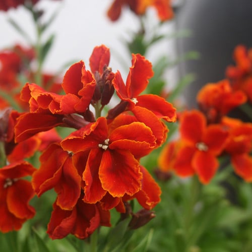 WALLFLOWER 'SCARLET BEDDER' seed image