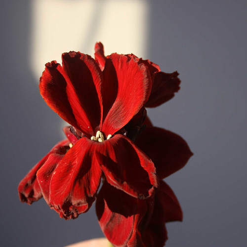 WALLFLOWER 'VULCAN' seed image