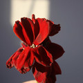 WALLFLOWER 'VULCAN' seed image