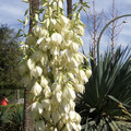 YUCCA FILAMENTOSA seed image