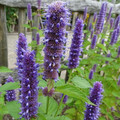 AGASTACHE FOENICULUM 'LIQUORICE BLUE' seed image