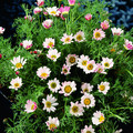 ANACYCLUS DEPRESSUS 'GARDEN GNOME' seed image