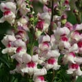 ANTIRRHINUM MAJUS 'LUCKY LIPS' seed image
