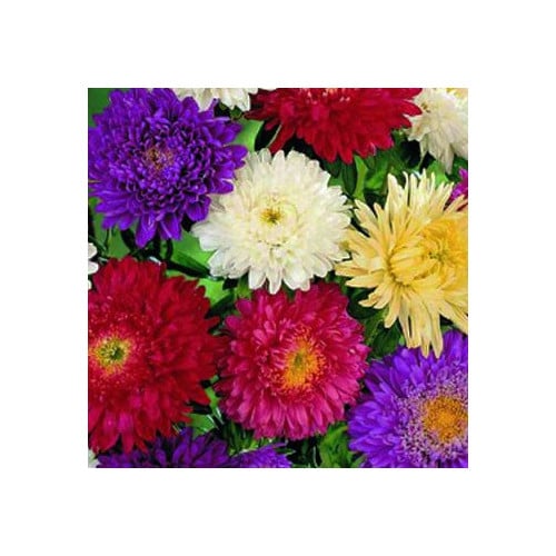 ASTER SUPER PRINCESS MIX seed image