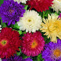 ASTER SUPER PRINCESS MIX seed image