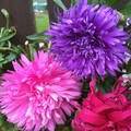 ASTER 'OSTRICH PLUME MIX' seed image