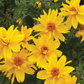 BIDENS FERULIFOLIA 'GOLD NUGGETS' seed image