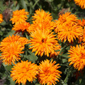 CALENDULA OFFICINALIS 'CALEXIS ORANGE' seed image