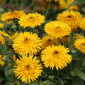 CALENDULA OFFICINALIS 'CALEXIS YELLOW' seed image