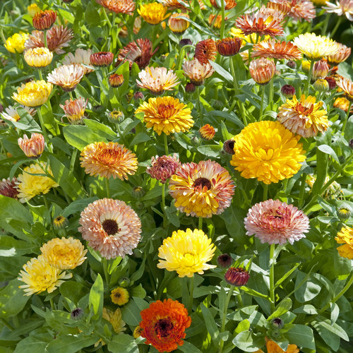 CALENDULA OFFICINALIS 'PLAYTIME MIX' seed image