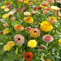 CALENDULA OFFICINALIS 'PLAYTIME MIX' seed image