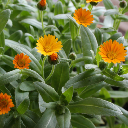 CALENDULA OFFICINALIS 'WINTERSUN' seed image