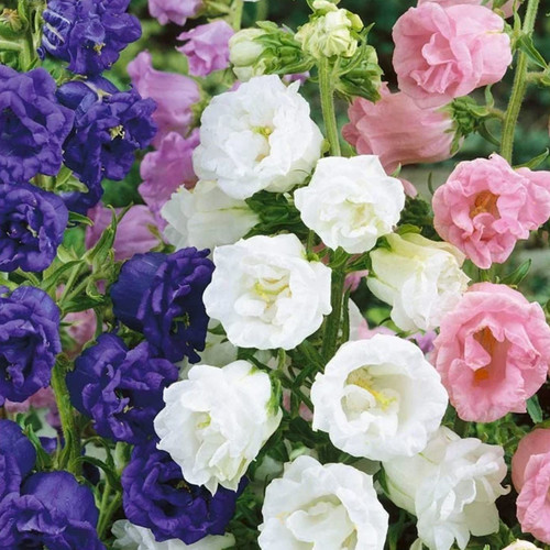 CAMPANULA MEDIUM var. CALYCANTHEMA MIXED seed image