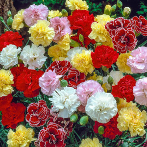 CARNATION HARDY BORDER MIX seed image