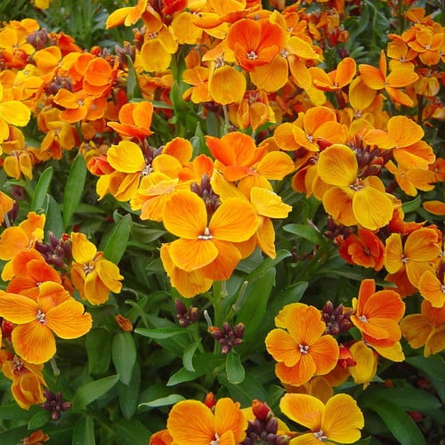 WALLFLOWER ALLIONII seed image