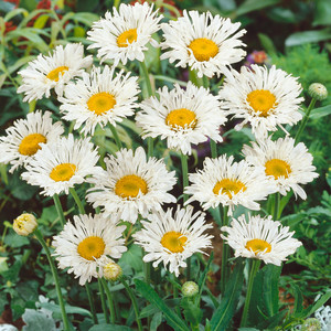 LEUCANTHEMUM X SUPERBUM CRAZY DAISY seed image