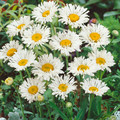 LEUCANTHEMUM X SUPERBUM CRAZY DAISY seed image