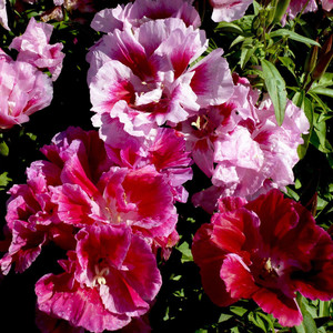 CLARKIA UNGUICULATA 'CROWN DOUBLES MIX' seed image