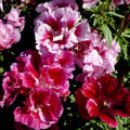CLARKIA UNGUICULATA 'CROWN DOUBLES MIX' seed image