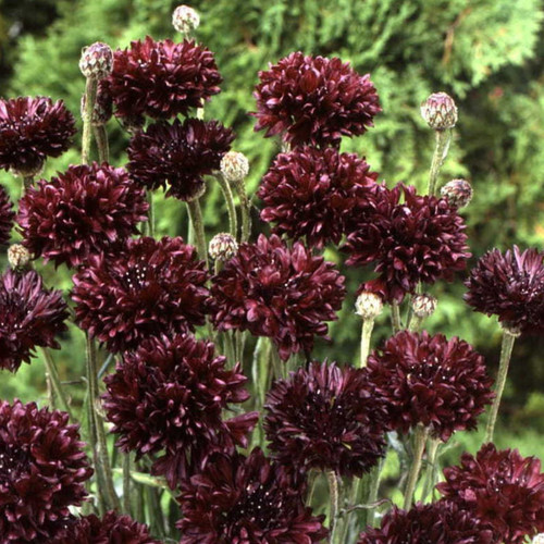 Centaurea Cyanus 'Black Ball' Seeds (100+ seeds) (Cornflower, Bachelors ...