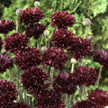 CENTAUREA CYANUS 'BLACK BALL' seed image