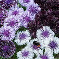 CENTAUREA CYANUS 'CLASSIC MAGIC' seed image