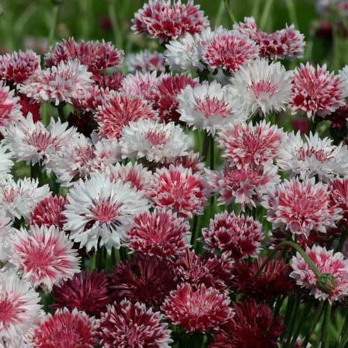 CENTAUREA CYANUS 'CLASSIC ROMANTIC' seed image
