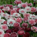 CENTAUREA CYANUS 'CLASSIC ROMANTIC' seed image
