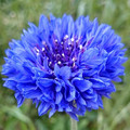 CENTAUREA CYANUS 'DOUBLE BLUE' seed image