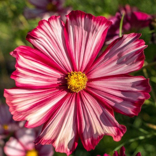 COSMOS BIPINNATUS 'VELOUETTE' seed image