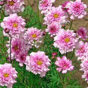 COSMOS BIPINNATUS 'DOUBLE CLICK BICOLOUR PINK' seed image