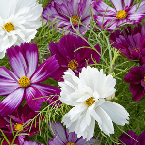 COSMOS BIPINNATUS 'FIZZY MIXED' seed image